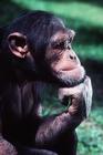 chimpthink.jpg